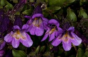 Penstemon harbourii - Harbor's Penstemon